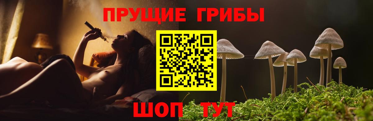 Псилоцибиновые грибы Psilocybe Анжеро-Судженск